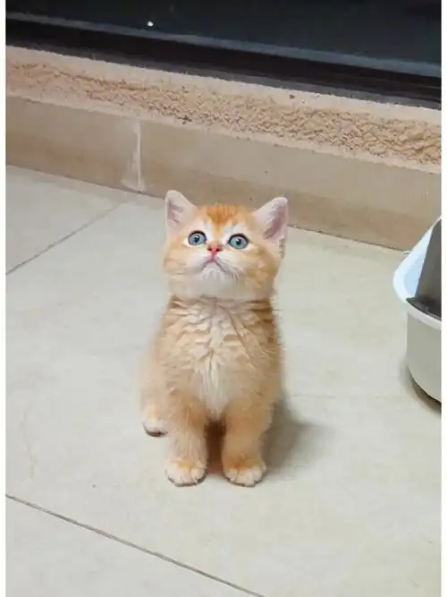 金渐层小奶猫到家