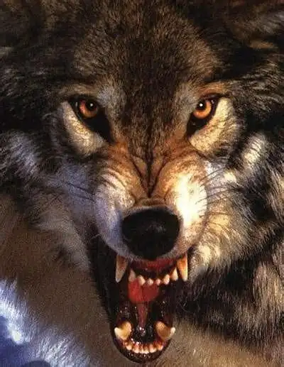 最霸气狼的图片最霸气狼的图片壁纸2022已更新今日图集