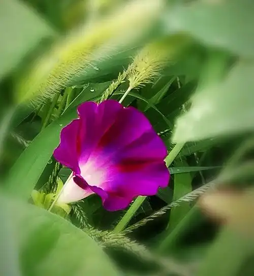 属旋花科牵牛属,这一种植物的花酷似喇叭状,因此有些地方叫它做喇叭花