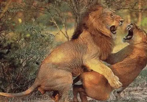 作为"高级动物",人类的繁殖行为是先天还是后天的?