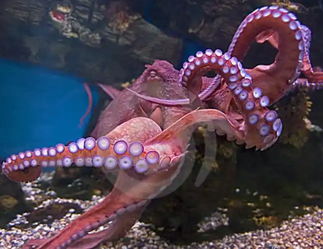 href="#" data-lemmaid="708984">大王乌贼 /a>(巨型乌贼),因为章鱼是