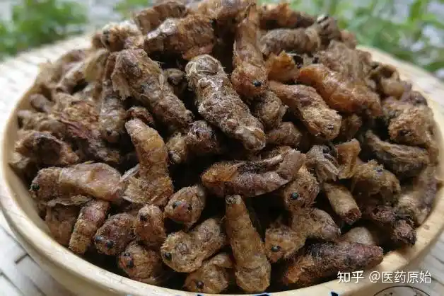 带你识别原蚕蛾 - 知乎