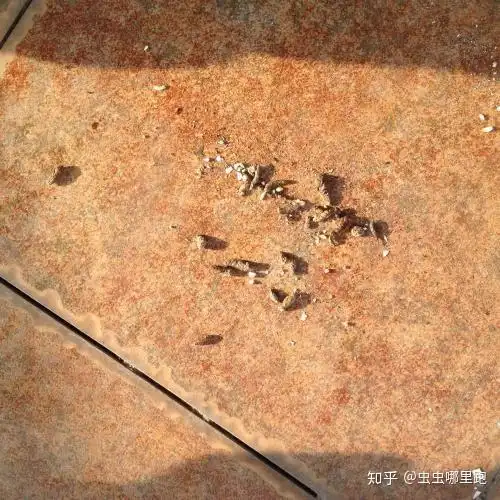 比如墙角位置,有很多壁虎粪便的地方,天花板,灯附近处,窗户边,柜子和