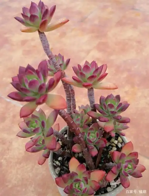 红稚莲也能养出极品状态,做好这7点,既出老桩,颜色更艳丽