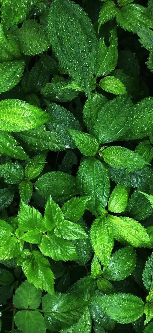 高清纯绿色护眼壁纸全屏(高清绿色护眼壁纸)(70)