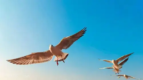 vivox60pro抓拍飞鸟翱翔的画面妥妥质感大片