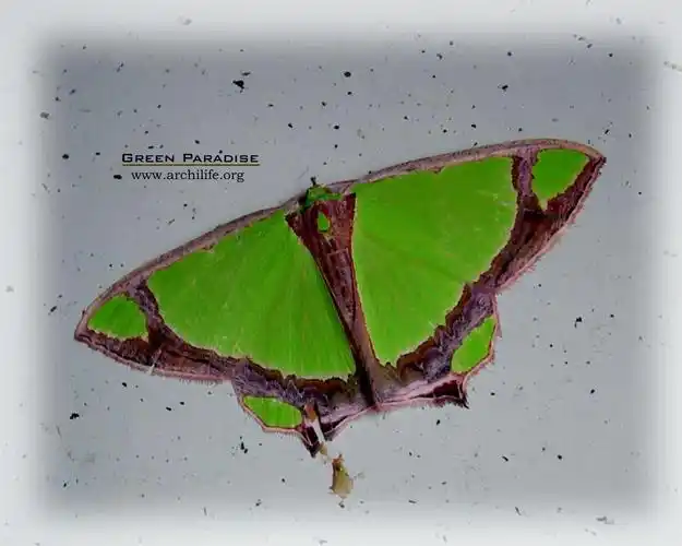 时空场景:2031年11月24日,在人来人往的楼梯间. 演出者:歪纹艳青尺蛾.