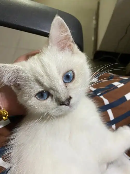 带猫咪做了体外驱虫,基本体检,感觉它有点银点基因,因为它有蓝色眼睛