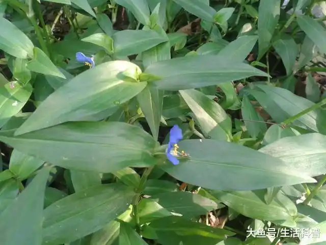 野外毒蛇咬伤临时解毒草药