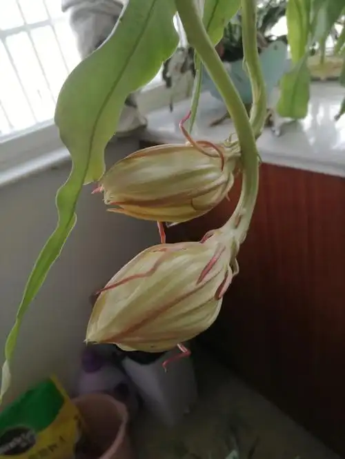 等待你昙花一现