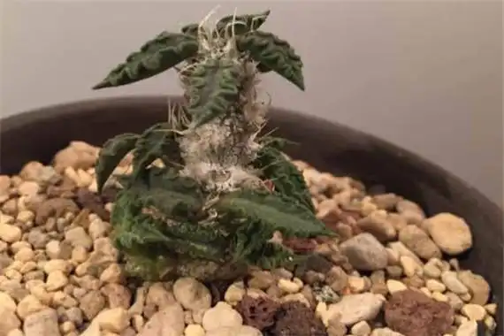 图拉大戟:药用草本植物(没经过处理的根部有毒)