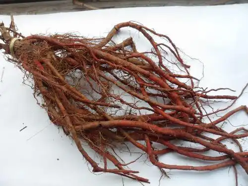 吃丹参的注意事项