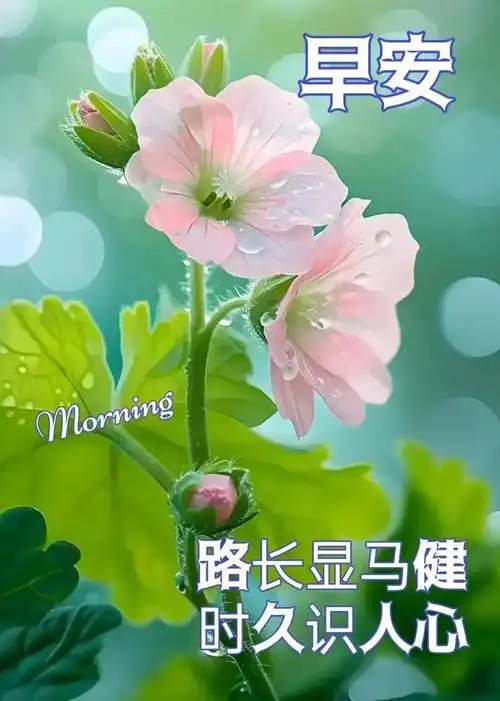 2024年5月21日早安图片,早安漂亮图片祝福语