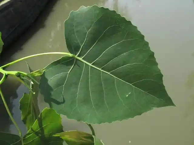 "似花还似非花,也无人惜从教坠",意杨树漫天飞舞刷存在感!