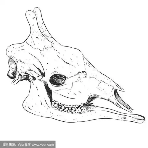 长颈鹿头颅骨黑色素描,孤立在白色背景.向量