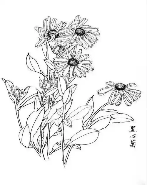 一组白描花卉30图结构简单入门学习极好