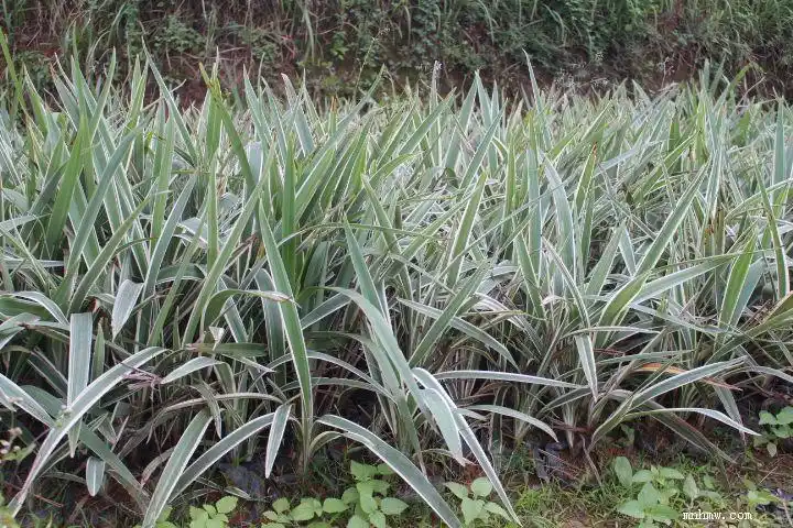 山菅兰-闽南花木网-闽南花卉苗木园林行业信息网站,园林绿化,苗木价格