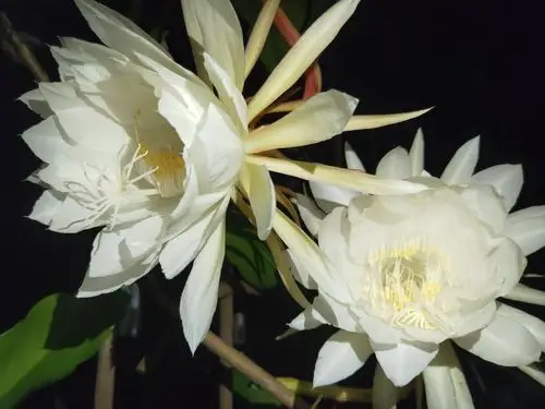 美丽的昙花在寂静的子夜盛开时