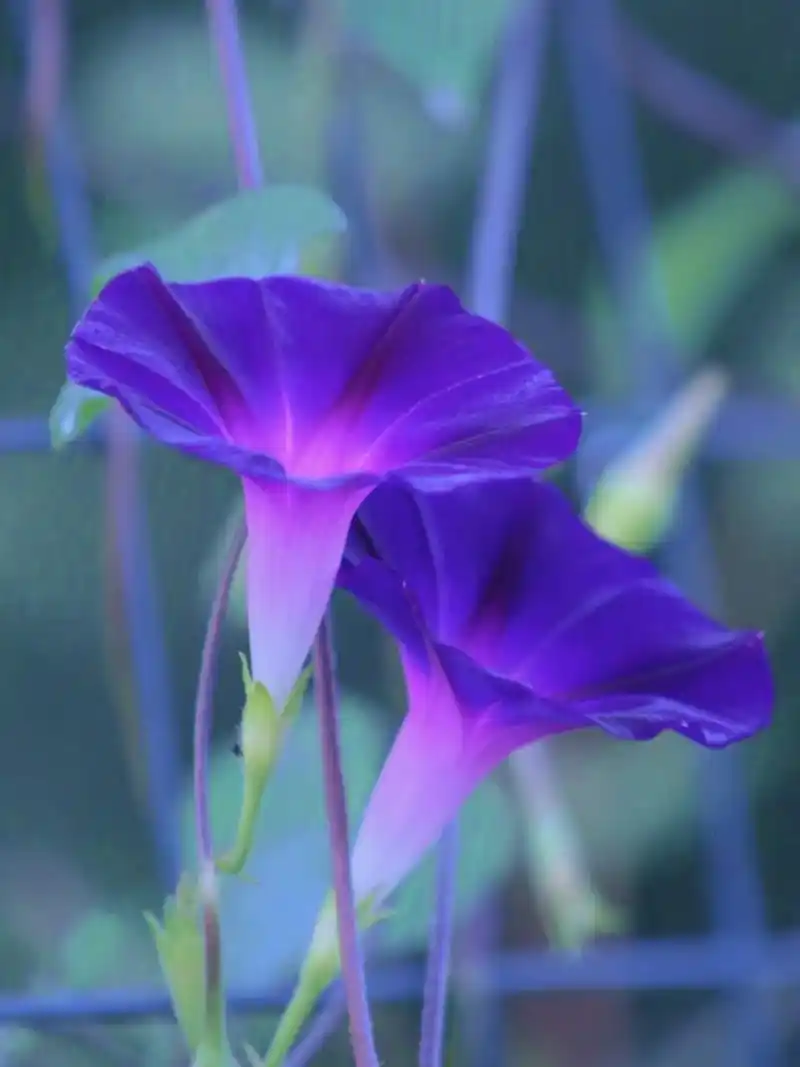 牵牛花.一年生缠绕草本植物,叶片呈近圆形或者宽卵形,了深裂或 - 抖音