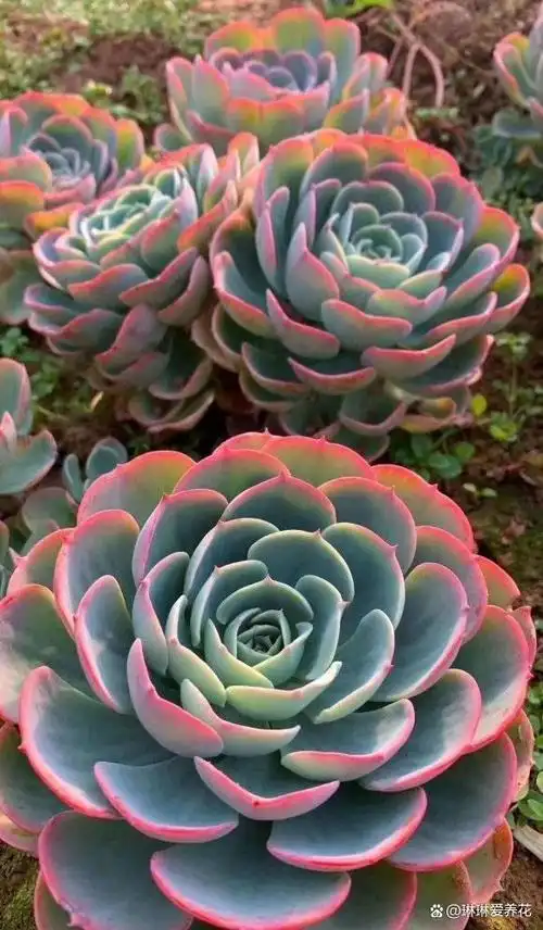 养多肉的环境不同,多肉植物的生长和它的状态主要会受到环境的影响