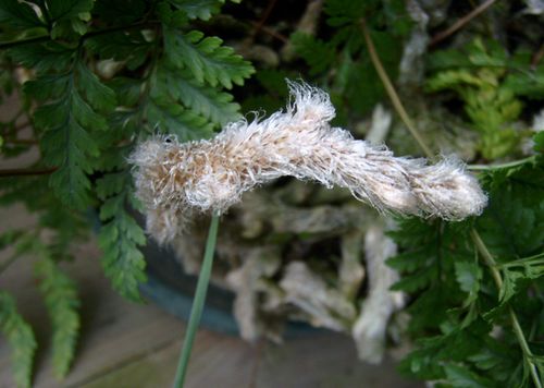 野生中草药白毛蛇上树蛇白毛伸筋毛石蚕石祈蛇白毛骨碎补新鲜一斤