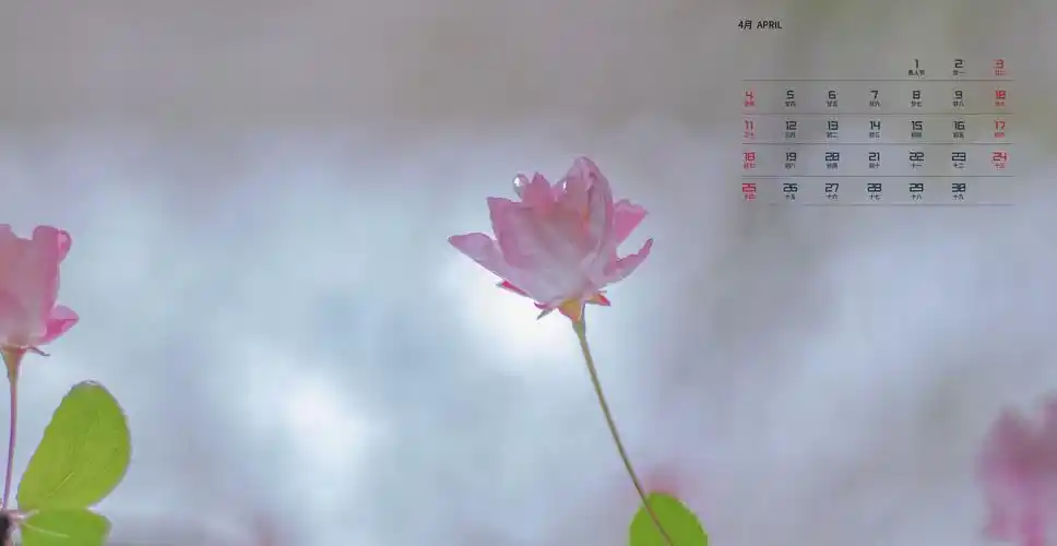 2021年4月小清新花朵日历,图片,壁纸,创意-桌酷