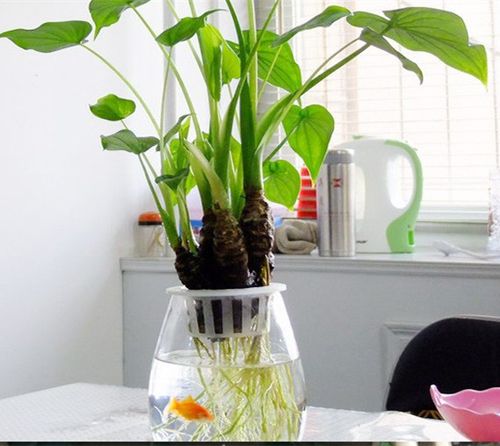 观音滴水千手观音鸿运当头植物室内培土培水养花花卉时令草本花卉