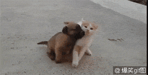 300_153gif 动态图 动图