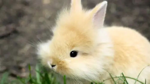 可爱的毛绒绒小兔子动物照片壁纸