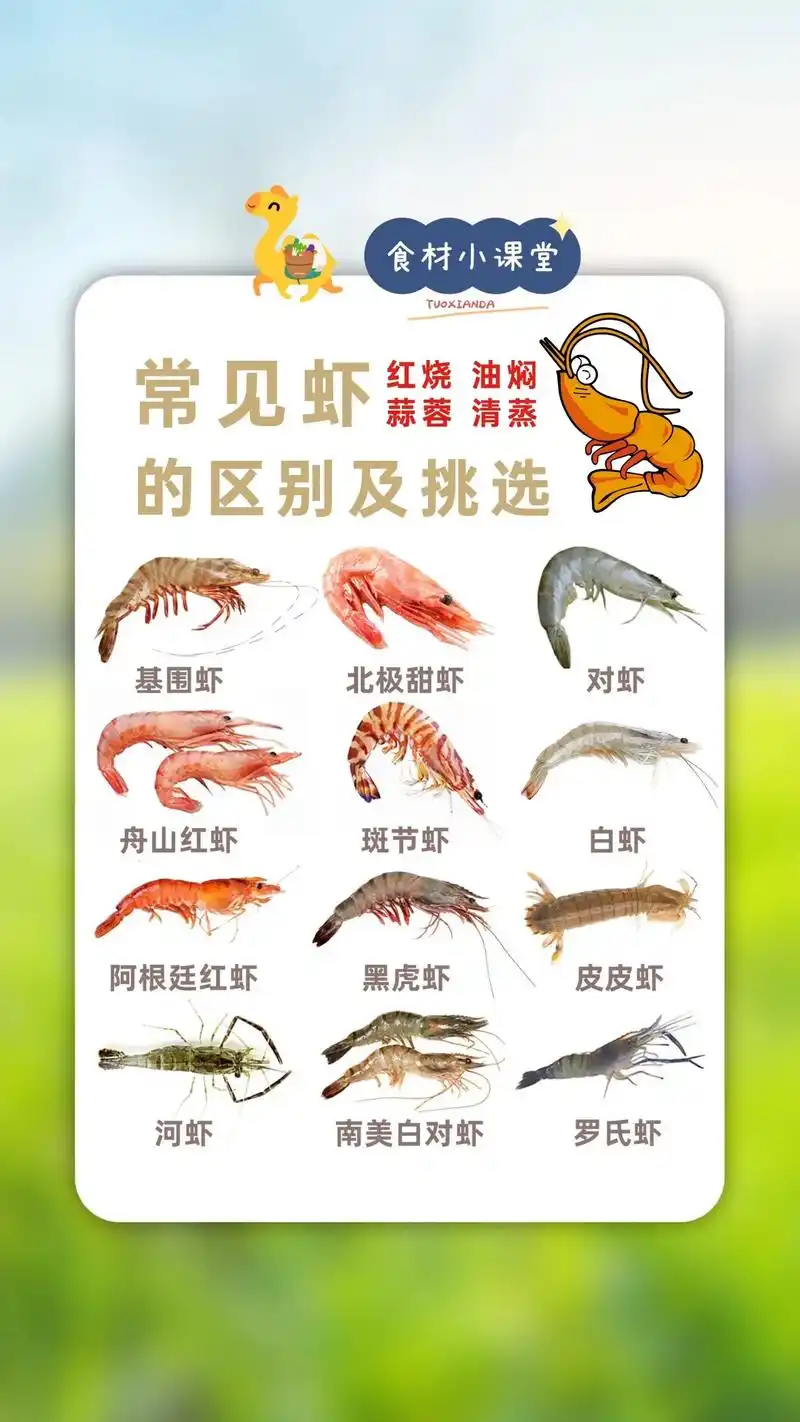 12种常见虾的品种你见过几种?连卖虾的和菜市场大妈也末必全认 - 抖音