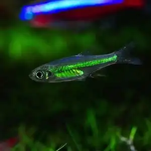 【绿植光照灯】绿植光照灯品牌,价格 - 阿里巴巴