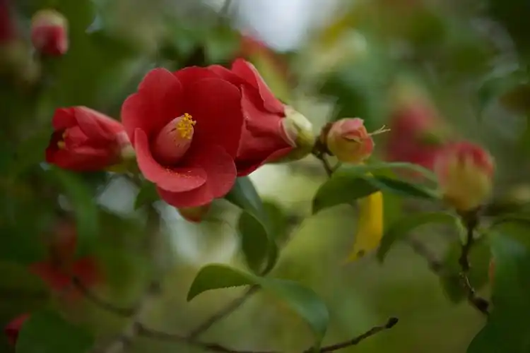 鲁迅公园的山茶花.