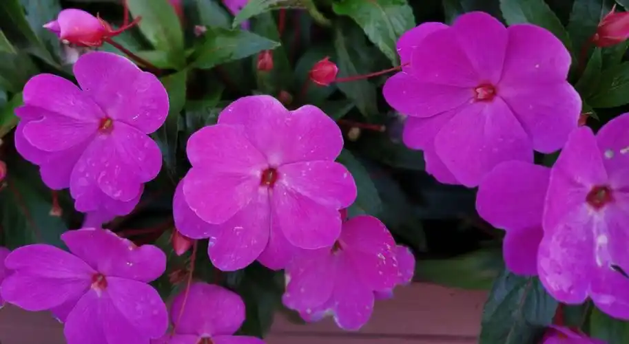 苏丹凤仙花,风仙花种一年生草本花卉.