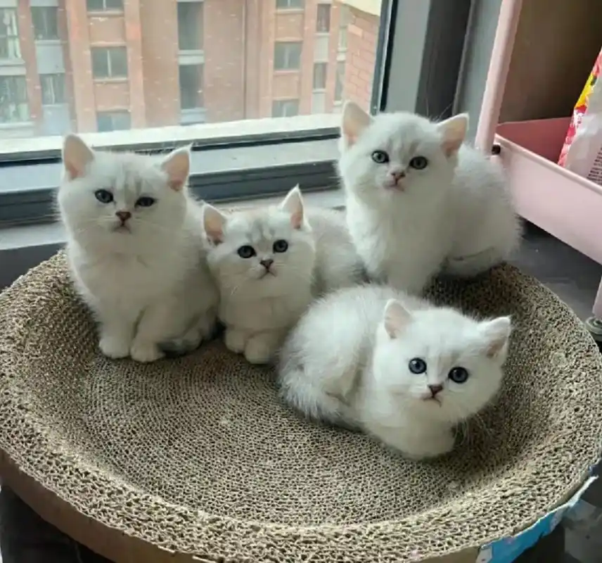 一窝英短银渐层幼猫.领养纯种英短银渐层幼猫活体矮 - 抖音