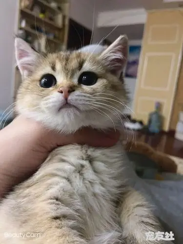 爸爸是长毛金渐层,妈妈正常金渐层,25色哦 自家生3.