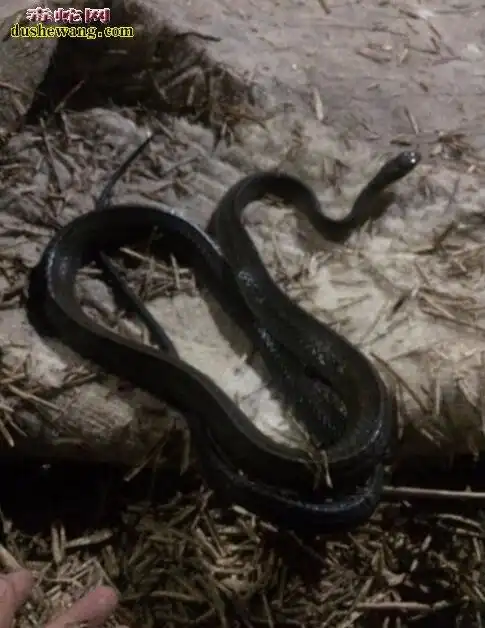 黑乌梢蛇图片黑乌梢蛇图片大全