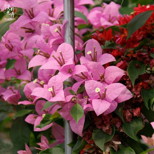 漫野花卉|三角梅 塞弗里 新品浅紫色勤花秀气品种