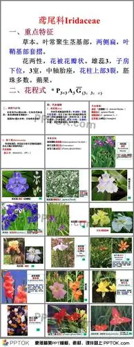 ppt内容这是鸢尾科植物ppt,包括了重点特征,花程式,种类与分布,代表