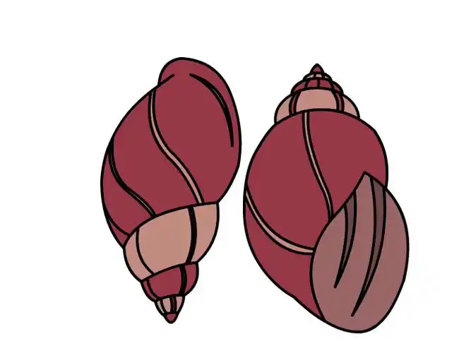 田螺怎么画 田螺简笔画-养娃家