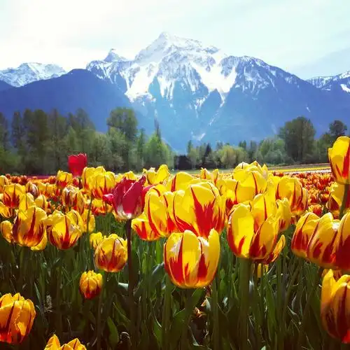 加拿大温哥华附近小镇:agassiz 郁金香节图片533,北美洲旅游景点,风景