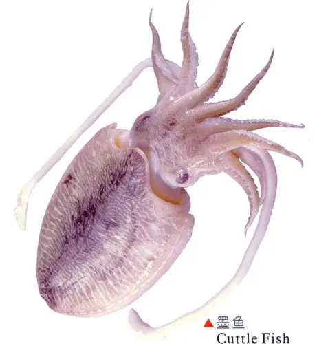 墨鱼是什么样的