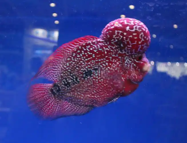 饲养罗汉鱼如何防止其褪色