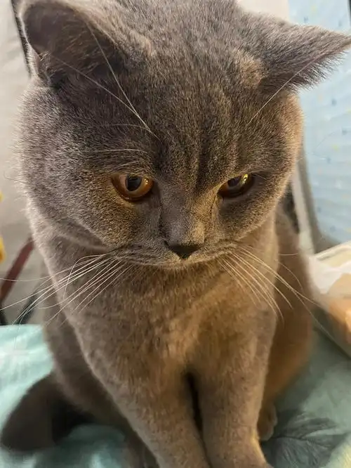 天下蓝猫一张脸