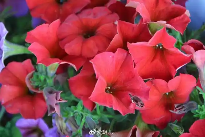 红色矮牵牛花,原创拍摄