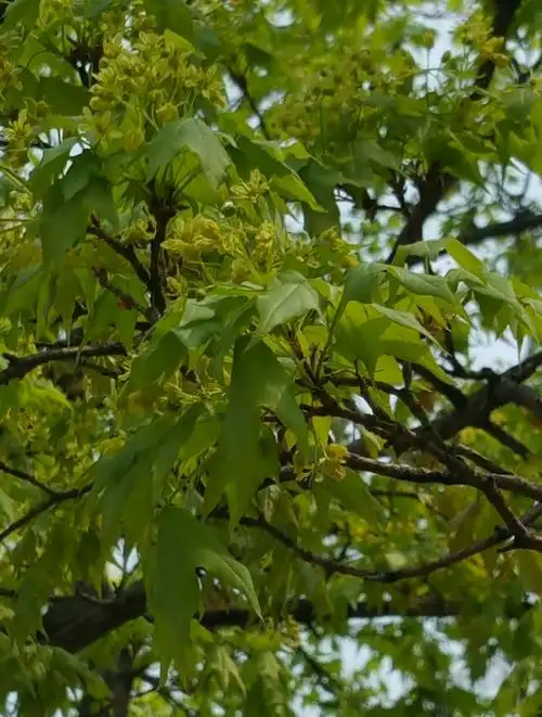枫树开花