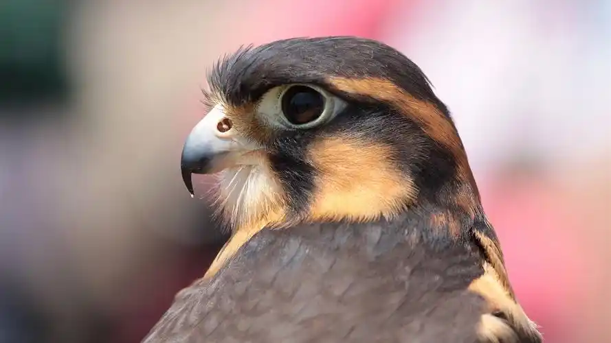 鸟特写,猎鹰 壁纸