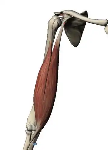 肱二头肌的起止点和功能