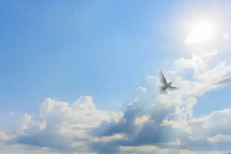 鸽子飞向光明照片