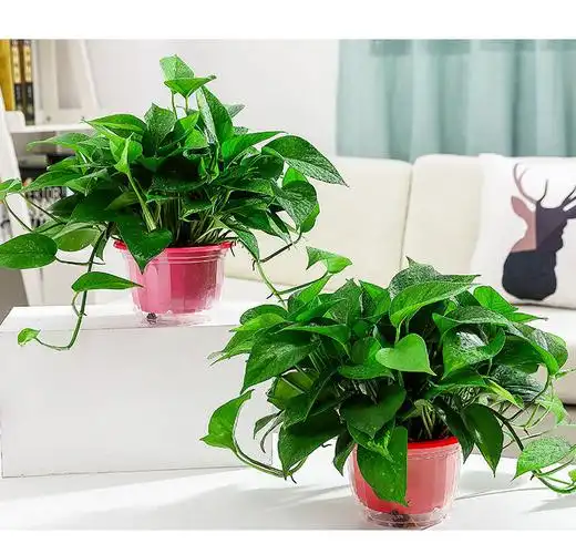 绿萝盆栽室内除甲醛水培大叶吊兰长藤垂吊办公室绿植大盆绿萝批发