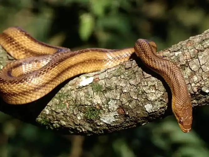 动物,响尾蛇,动物,眼镜蛇,电脑壁纸,壁纸眼镜蛇王